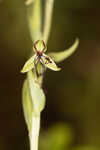 Longhorn bog orchid